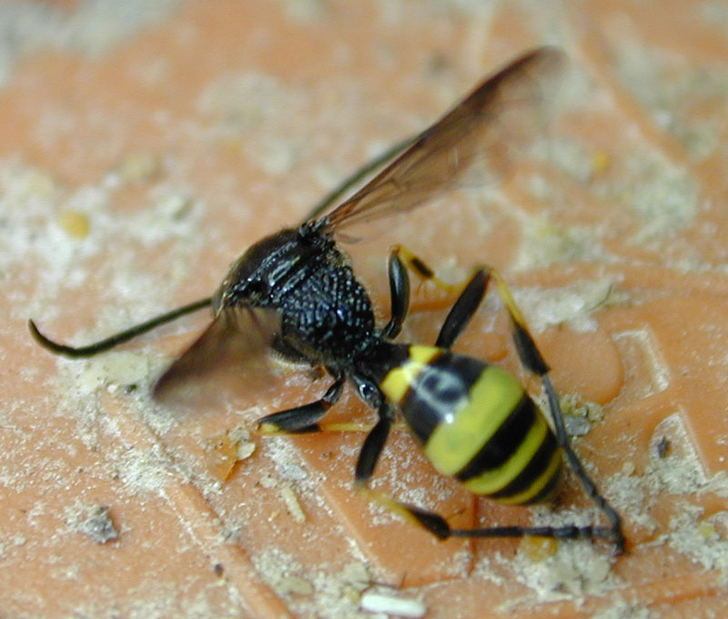 Gorytes sp. (Crabronidae)